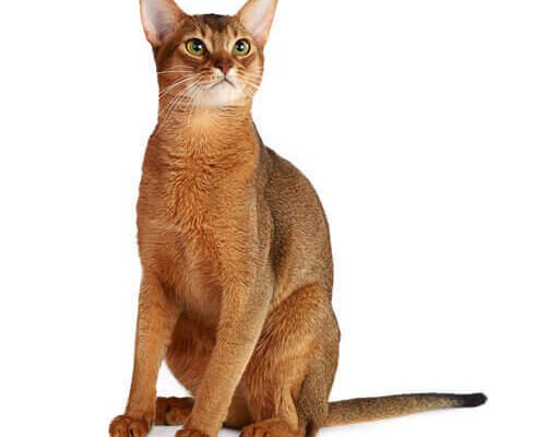 Порода котів: фото та характеристики популярних улюбленців