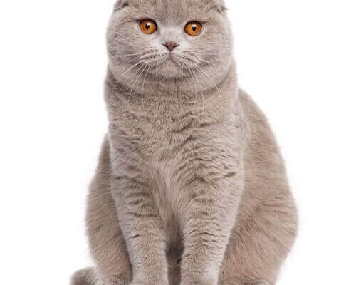 Шотландська порода котів: особливості, догляд та характер цих чарівних улюбленців