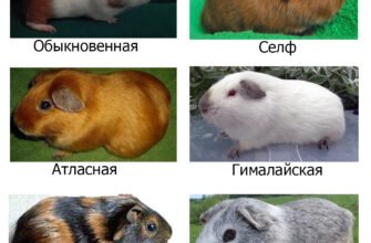 Породи морських свинок: оберіть свого ідеального домашнього улюбленця