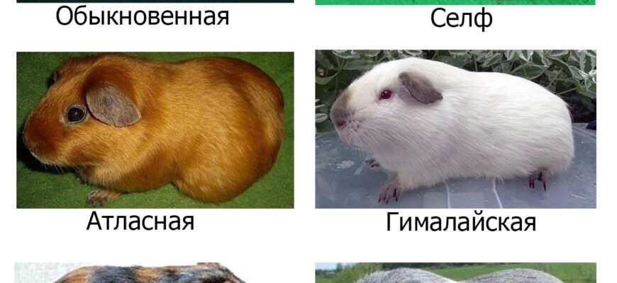 Породи морських свинок: оберіть свого ідеального домашнього улюбленця