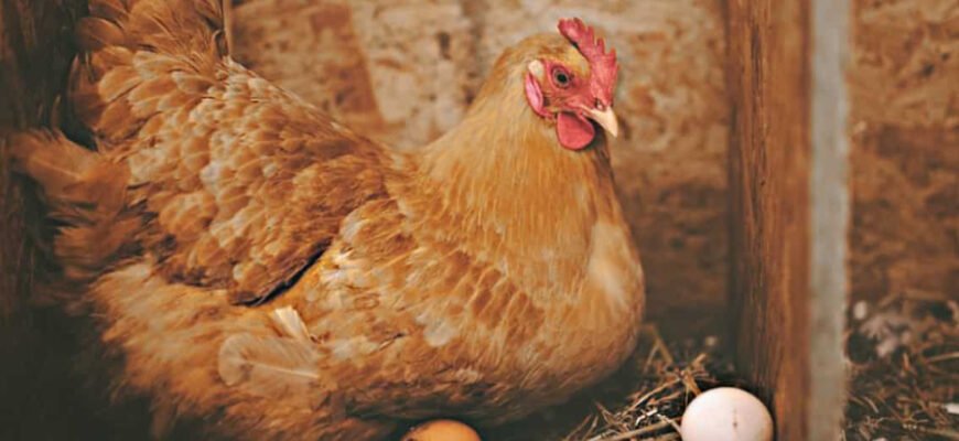 Породи курей-несучок в Україні: Як обрати найбільш продуктивних