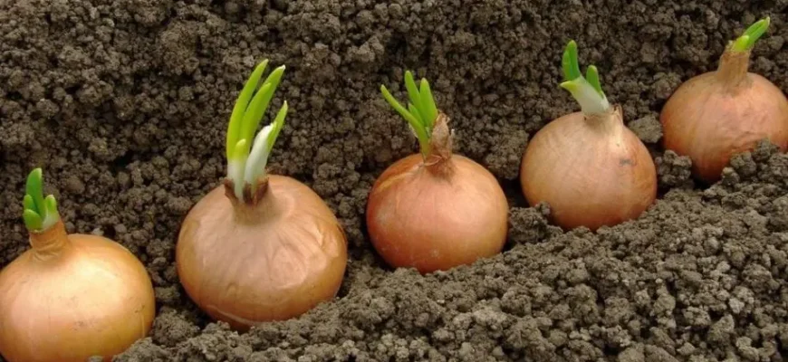 Народні методи боротьби з хворобами цибулі: ефективні рішення