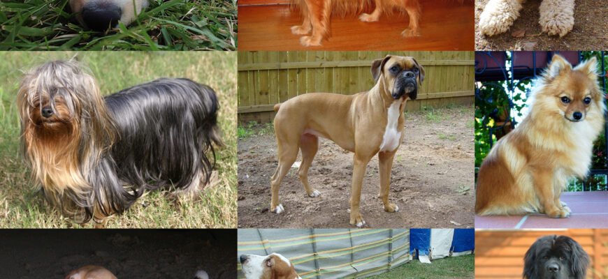Кращі породи собак: оберіть ідеального домашнього улюбленця для себе!