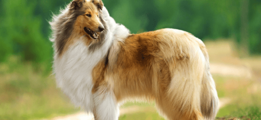 Довгошерсті породи собак: огляд найкращих представників і догляд