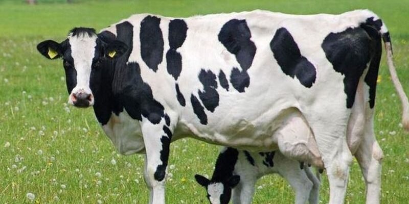 Безрогі породи корів: всі переваги для ефективного тваринництва