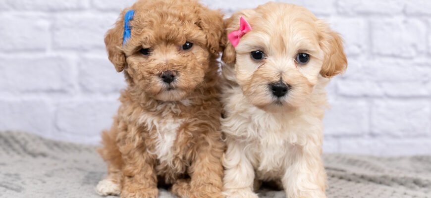 Порода собак кокапу: історія, особливості та догляд за милими гібридами