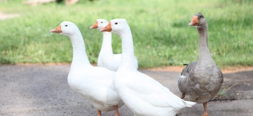 Великі породи гусей: вибір найкращих для вашого господарства