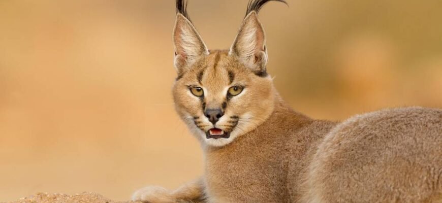 Кіт рись порода: Особливості, догляд та характер вашого улюбленця