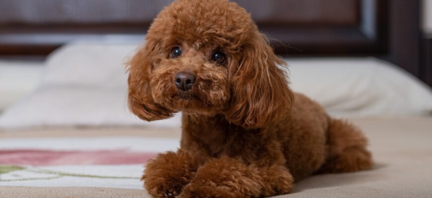 Гіпоалергенні породи собак: вибір для людей з алергією