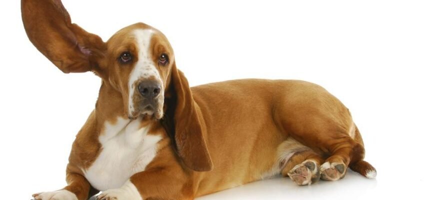 Порода собак з великими вухами: вибір і догляд за цими унікальними друзями