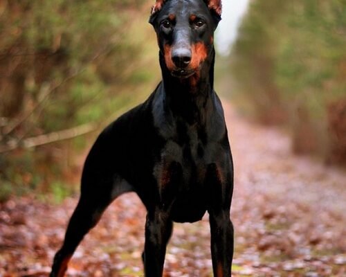ТОП породи собак для охорони: оберіть найкращого захисника дому