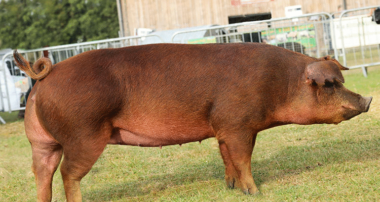 Порода свиней Дюрок: характеристика та основні переваги для фермерів