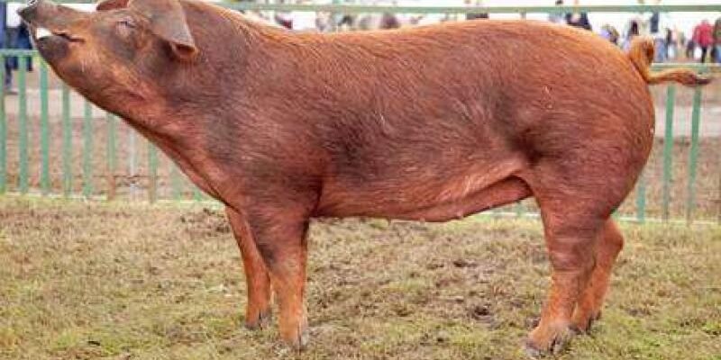 Свині породи Дюрок: характеристика, переваги та вирощування