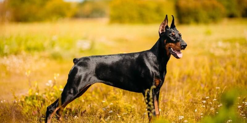 Чорні породи собак: найкращі представники для вашої родини