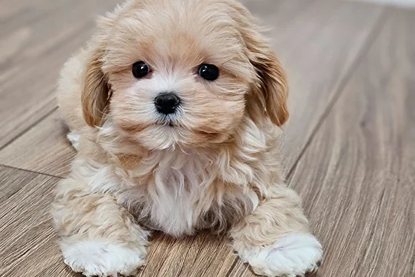 Все, що ви хотіли знати про породу собаки мальтипу: особливості та догляд