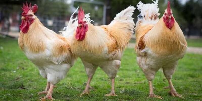 Кури породи Геркулес: особливості, переваги та розведення вдома