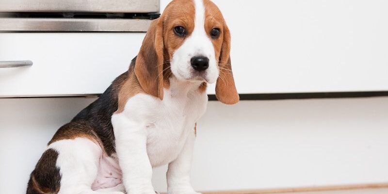 Найкращі породи собак для квартири: ваші ідеальні компаньйони