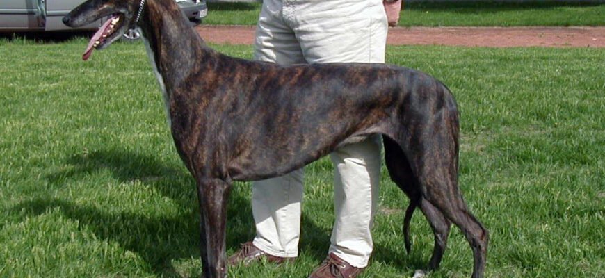 Грейхаунд порода: секрети догляду за елегантними бігунами