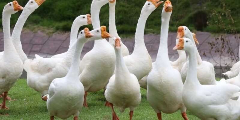 Бройлерні породи гусей: вибір найкращих для вашого господарства