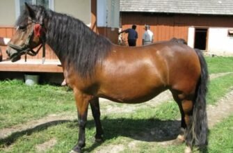 Гуцульська порода коней: переваги, особливості та історія розвитку