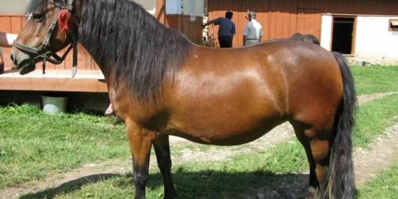 Гуцульська порода коней: переваги, особливості та історія розвитку