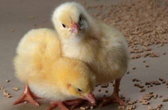 Огляд сучасних порід бройлерів: вибір для успішного розведення