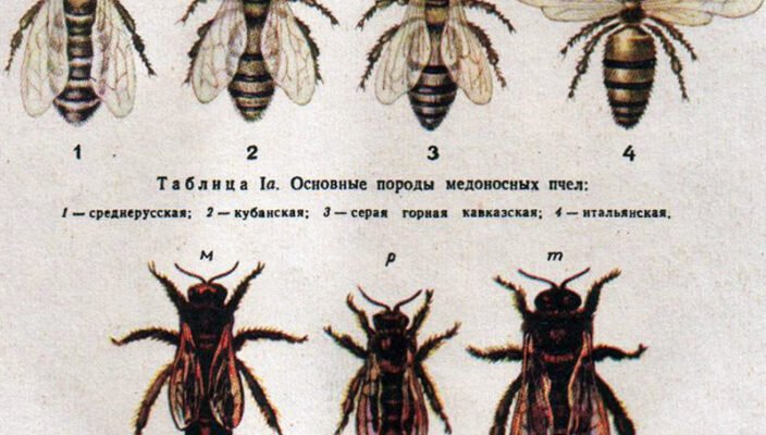Породи бджіл: вибір найкращих видів для вашої пасіки