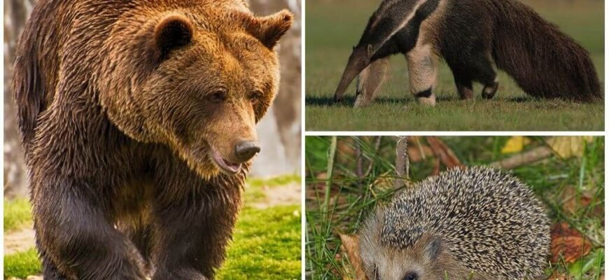 Хто їсть мурах: які тварини полюють на цих комах?