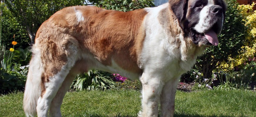 Порода собаки Бетховен: опис, характеристики та догляд