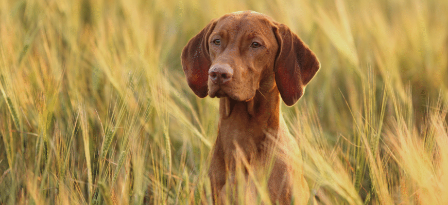 Гончі породи собак: особливості та поради щодо догляду за улюбленцем