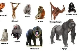 Найпопулярніші породи обезьян: різноманітність та особливості вибору