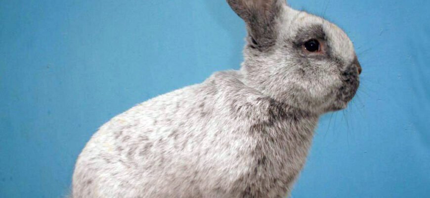 Українські породи кролів: огляд найпопулярніших та їх особливості