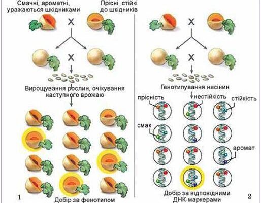 Методи створення нових сортів рослин: наукові розробки та досягнення