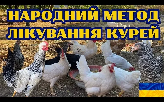 Народні методи лікування курей: ефективні рецепти для здоров’я птиці