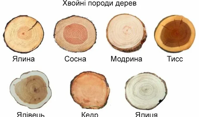 Хвойні породи дерев: огляд та переваги для саду та ландшафту