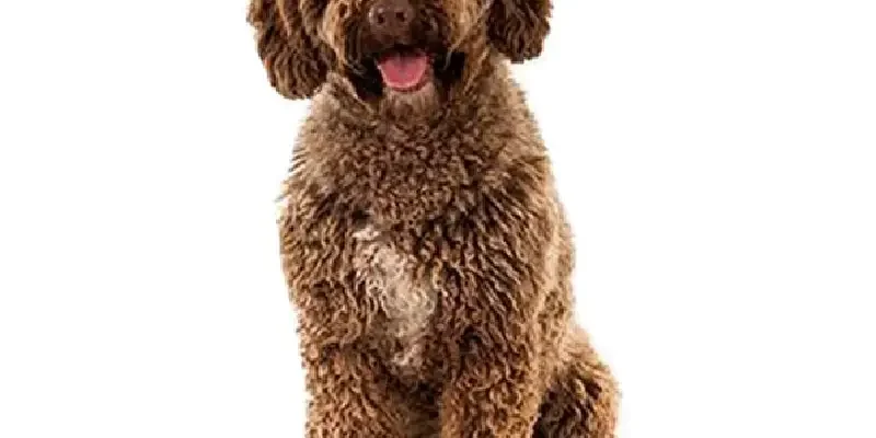 Кучеряві породи собак: найкращі пухнасті друзі для вашої сім’ї