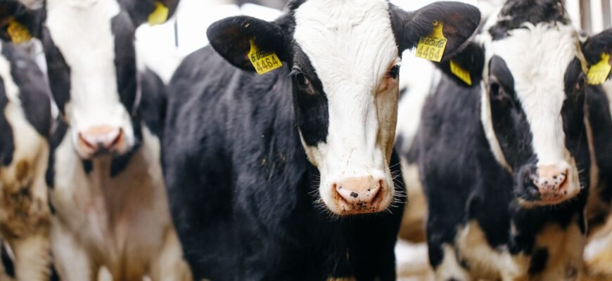 Купити молочні породи корів: огляд найкращих варіантів для фермерів