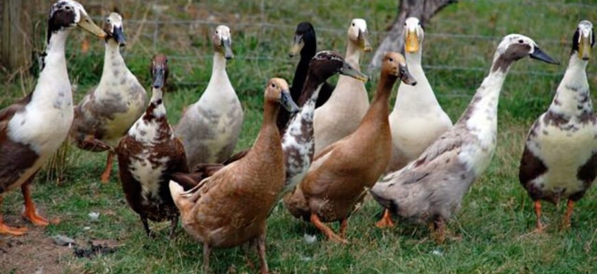 Породи качок: огляд найпопулярніших видів для вашого господарства
