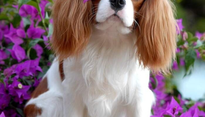 Королівська порода собак: унікальні особливості та переваги вибору