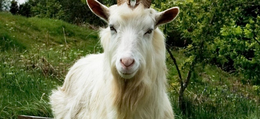 Козел свійський породи: особливості, догляд і розведення в Україні