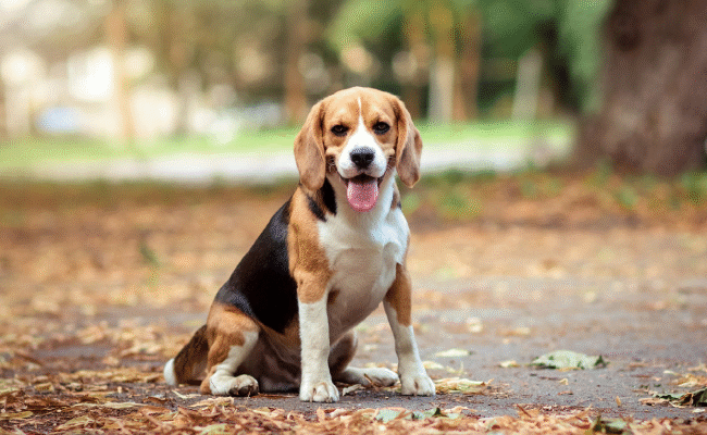 Середні породи собак: фото огляд найпопулярніших компаньйонів