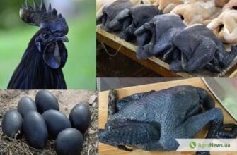 Породи чорних курей: огляд та їх особливості для фермерів України