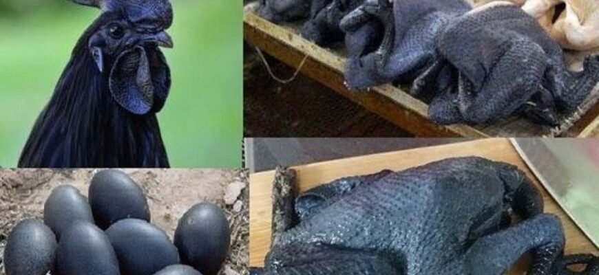 Породи чорних курей: огляд та їх особливості для фермерів України