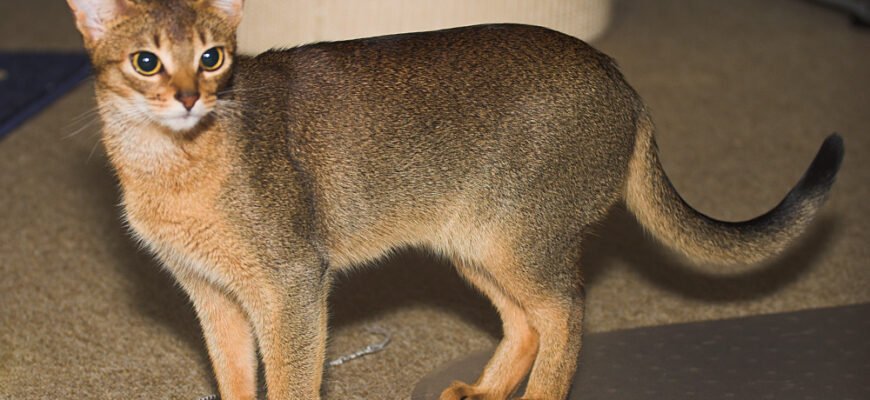 Кіт абіссінської породи: історія, особливості та догляд за улюбленцем