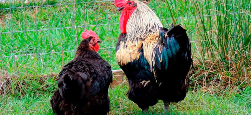 Супер Харко: опис породи кур для високопродуктивного розведення