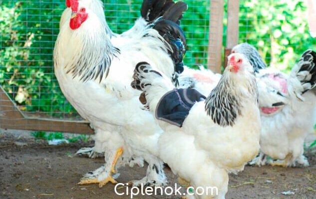 Всі породи курей: докладний огляд популярних видів для птахівників