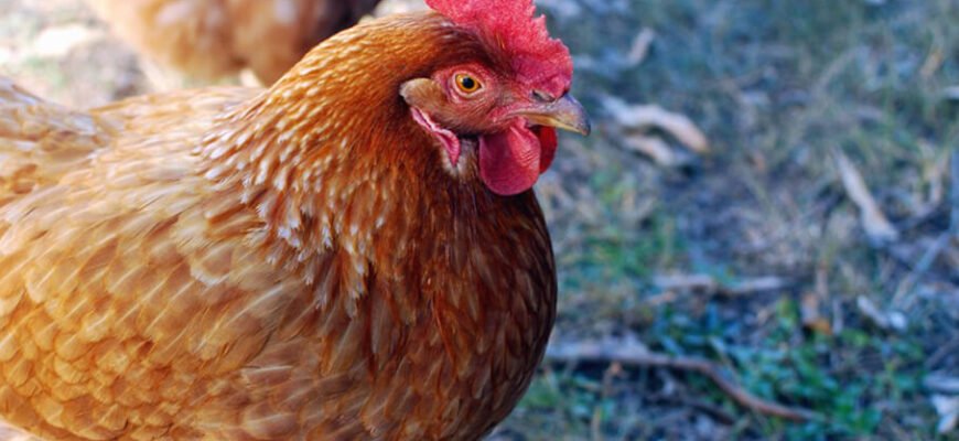 Порода курей Геркулес: переваги, особливості та утримання вдома