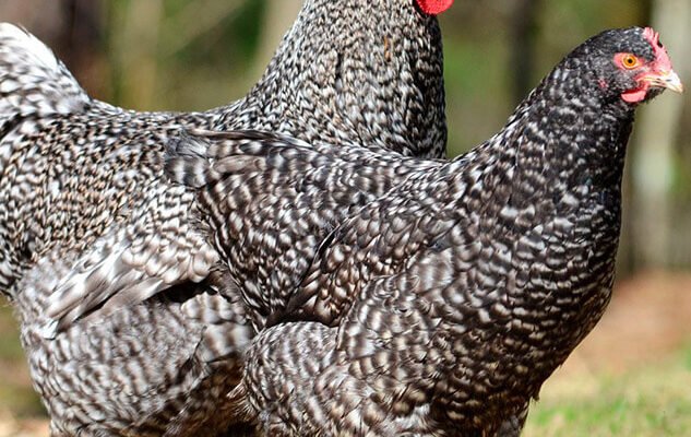 Вибір курки породи: найкращі варіанти для вашого господарства