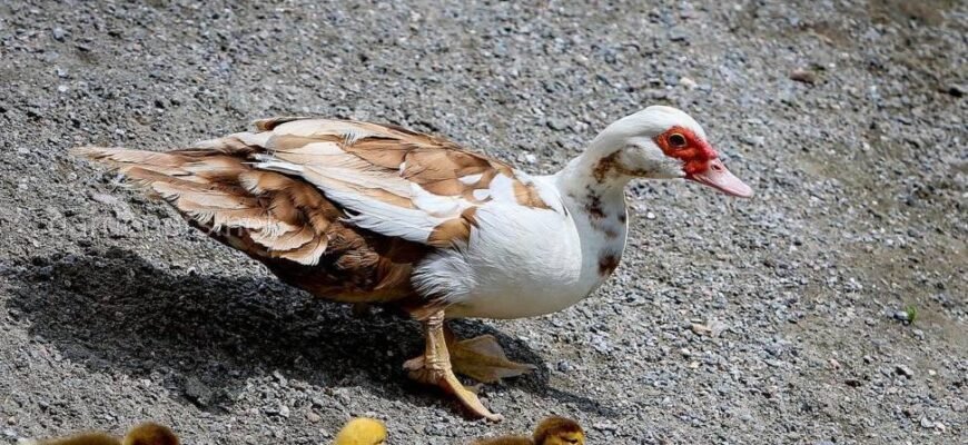 10 найкращих порід качок шипунів: повний гід для птахівників