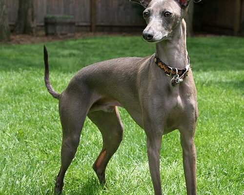 Все про породу собак шпіц: харизматичні компаньйони для вашої сім’ї